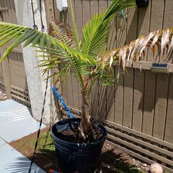 Coconut Palm