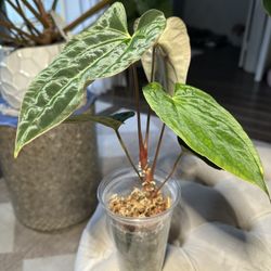Anthurium Besseae Aff x Papillilaminum Seedling