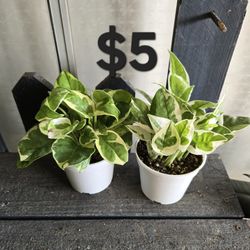 Njoy Pothos Plants 