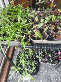 Small starter house plants