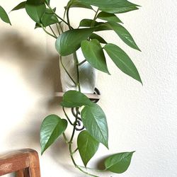 Golden Pothos  House Plant In Textured Ceramic Pot 5.5"H.