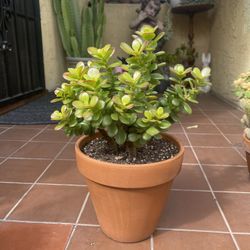 Bonsai Jade Succulent 