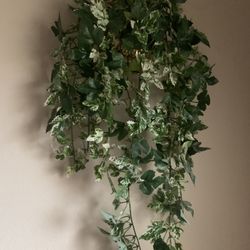 Hanging Wall Green Plant