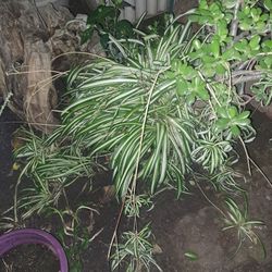 Spider Plants