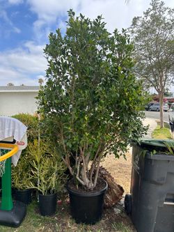 Ficus tree