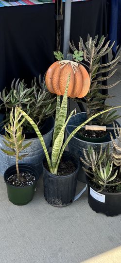 Large Snake Plants 