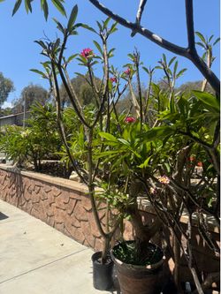 Plumerias’s