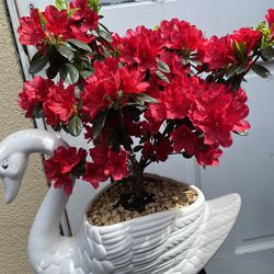 Bonsai Red Color Flower Azalea Planted In A White Goose Pot