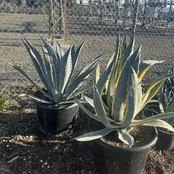 Agave