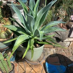 Plant In 5 Gallon Container.