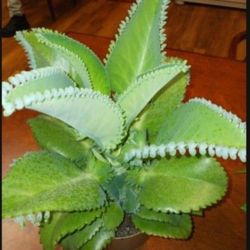 Mother Of A Thousand Kalanchoe
