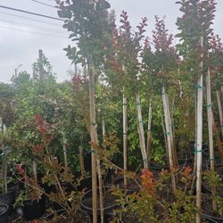 Dynamite Crape Myrtle