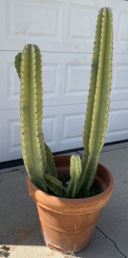 Potted Cactus