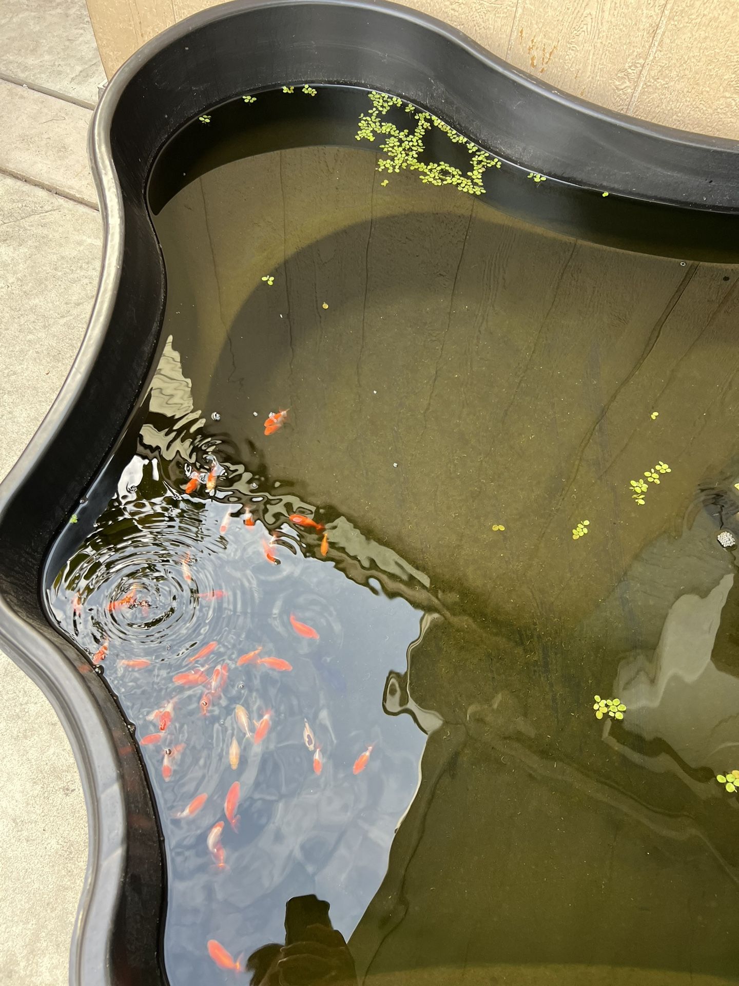Pond