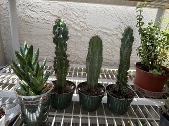 🤍 'Monstrose Apple' Cactus,Aloe🤍4” pot Height 11”🤍Please Read Description