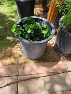Natal plum plant