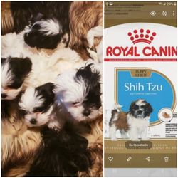 Shitzu