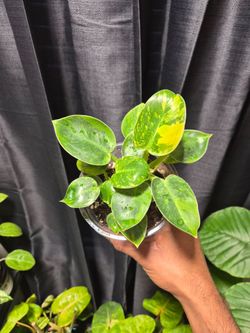 Philodendron Green Congo Nuclear