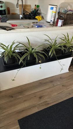 Young Spider plants for sale 🌱