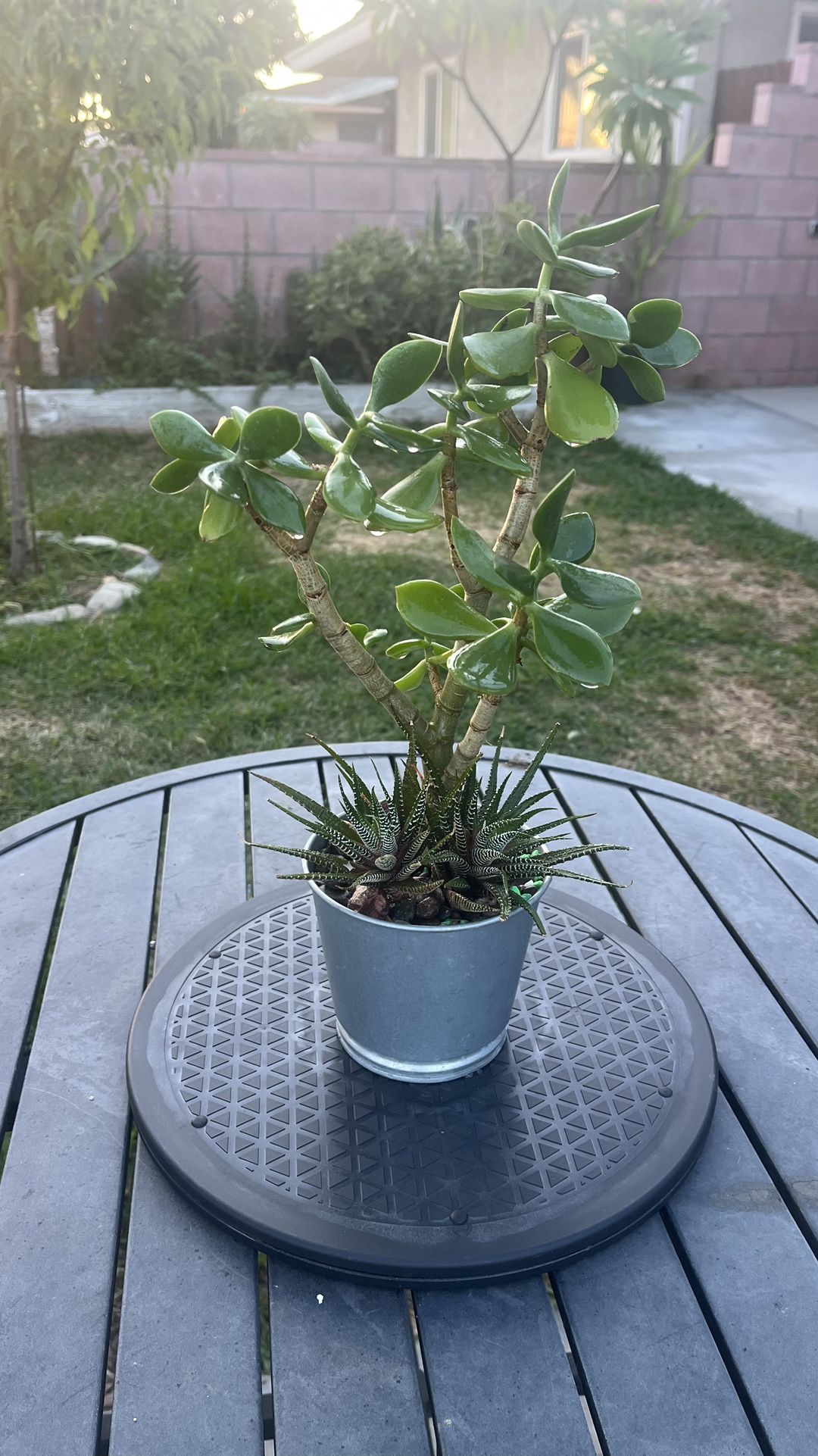 Very Healthy Jade Good Luck Tree In Metal Vase 