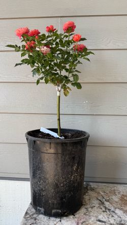 Extremely rare tree rose- Juicy Terrazza.  Large plant in 5 gallons pot It’s blooming   Price is firm Pick up only
