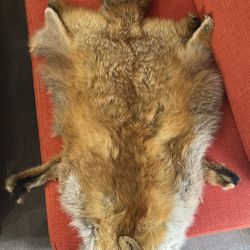 Taxidermy Red Fox Fur