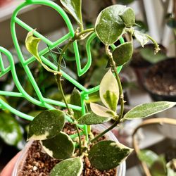 Hoya Lacunosa Asami  Rare Indoor Plant 