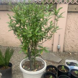 Night Blooming Jasmine Flowers Tree