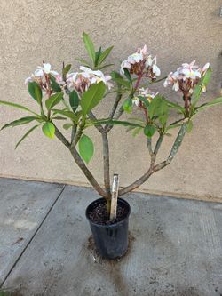 Plumeria  white & pink