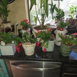 Live Christmas Cactus In 6in To 8in Ceramic Pots With Decorations 