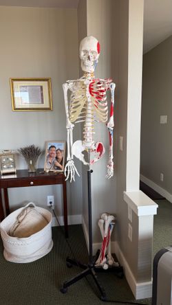 6 foot Skeleton