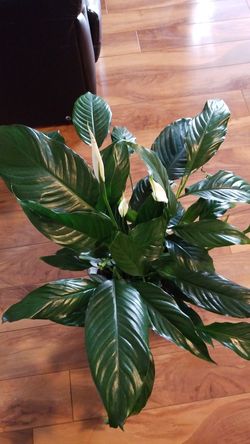 White Premium Sympathy Peace Lily - Indoor Plants House