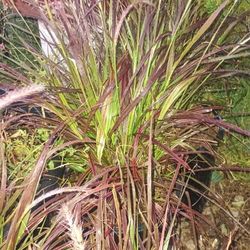 Fountain Grass.