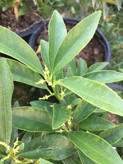 Fruit trees