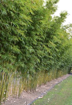 Bamboo Hedges Privacy Screen (Graceful Bamboo)
