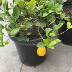 Fruit Trees  15 gallons 