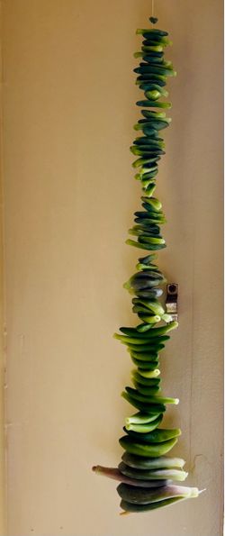 Succulent Leaf Pup Variery Pack