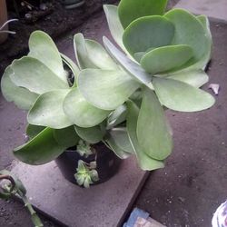 Succulent Plant 🪴 