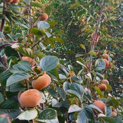 Persimmon