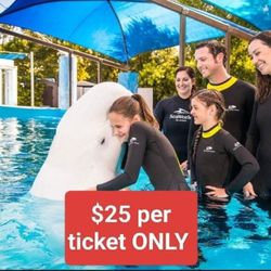 SeaWorld Tickets, Great Deal In The City 😁