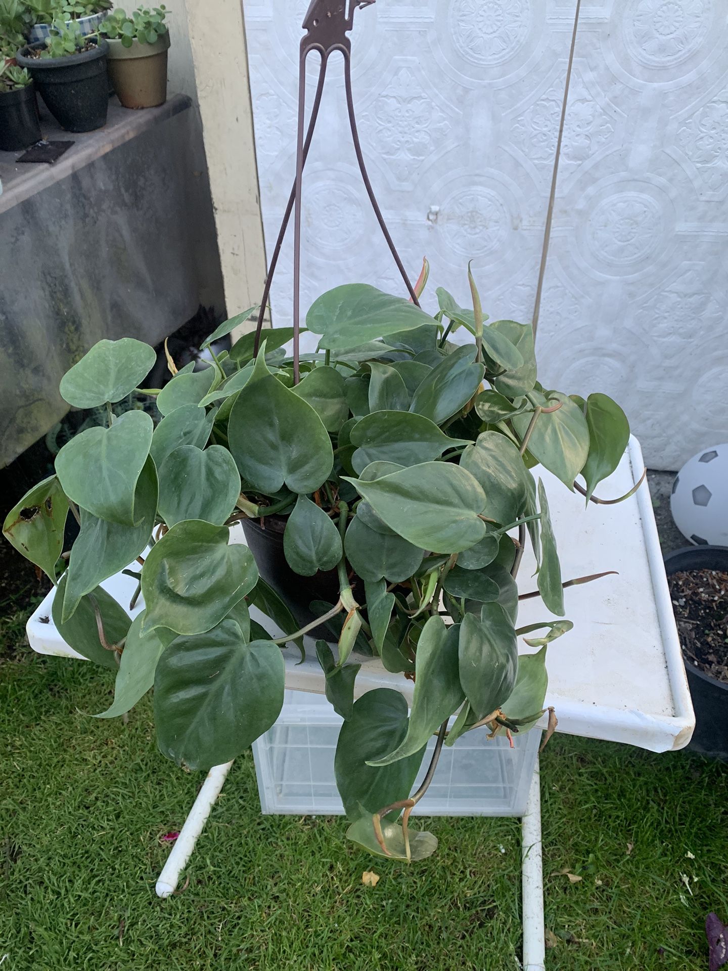 Indoor Plant