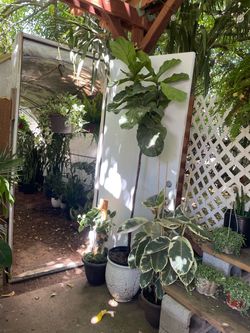 See description***Live plant ~6.5ft super healthy fiddle leaf; ceramic pot not included; 95820