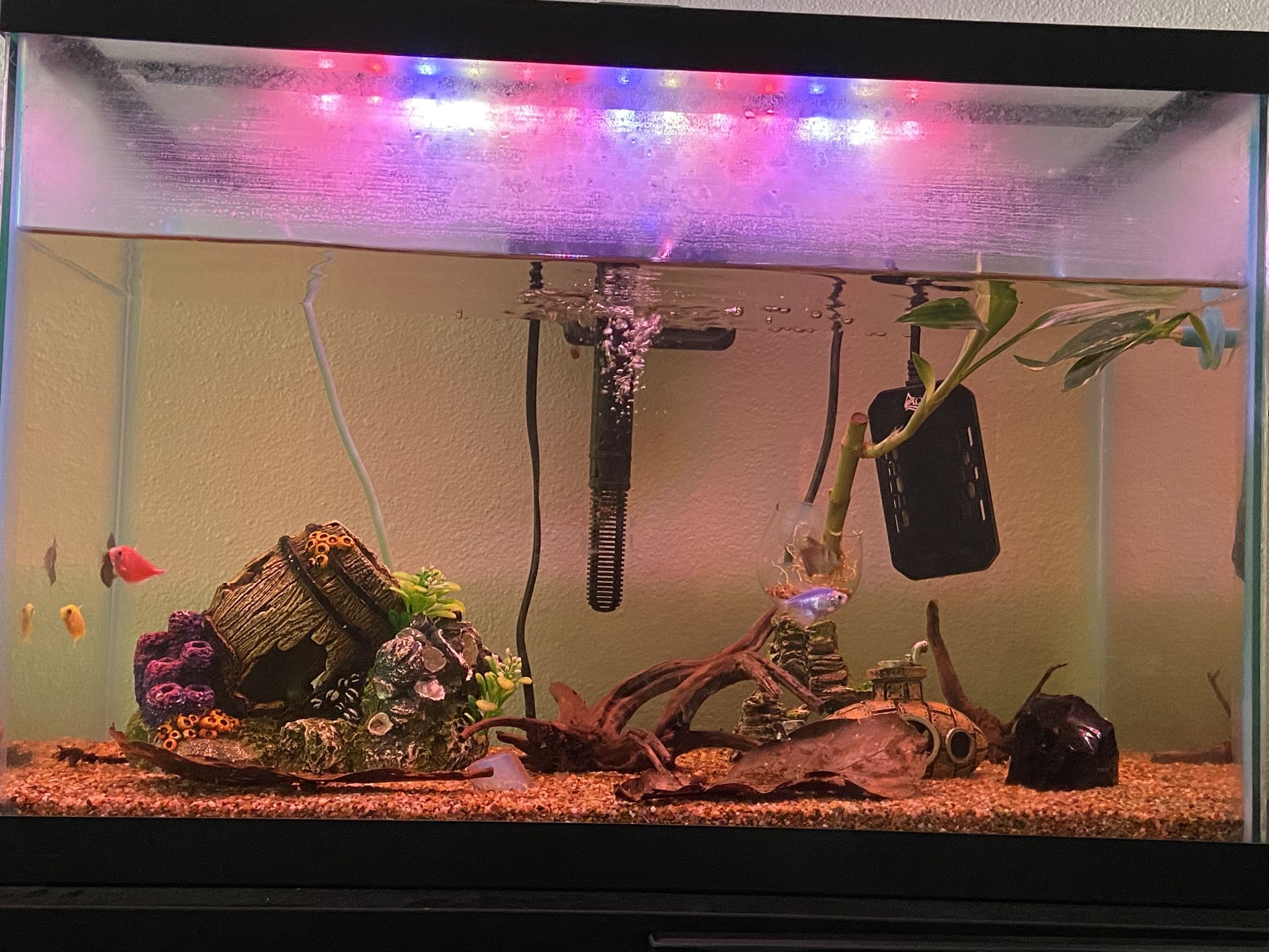 20 Gallon Fish Tank & Supplies