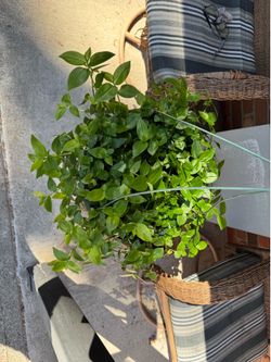 Houseplant ( Wandering Jew)