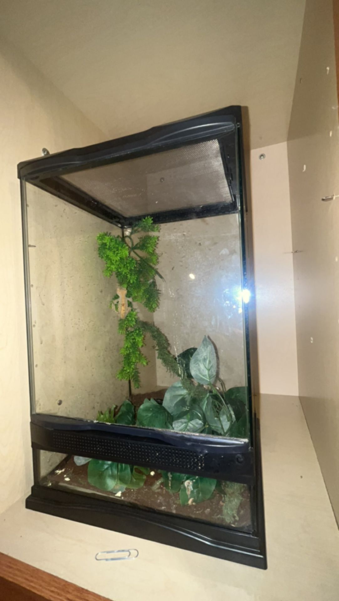 Crested Gheko Tank Everything Included 