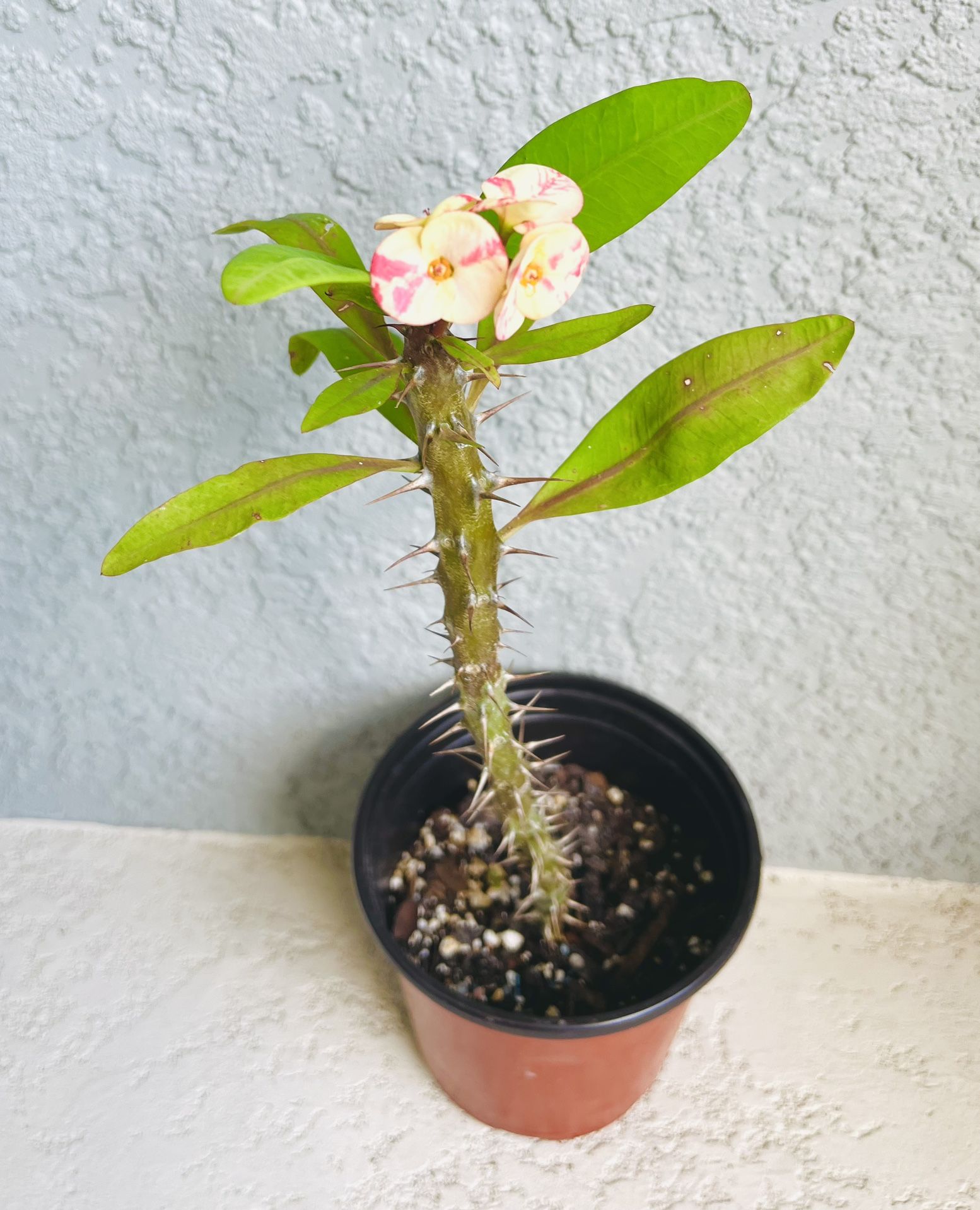 Large Flower Crown Of  Thorns  Plant 