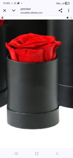 Rosas Preservadas