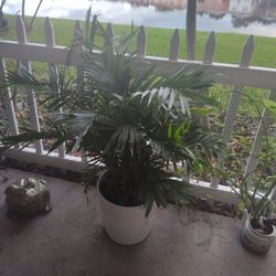 LARGE INDOOR OR OUTDOOR EUREKA PLANT