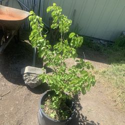 Organic Apricot Fruit Tree