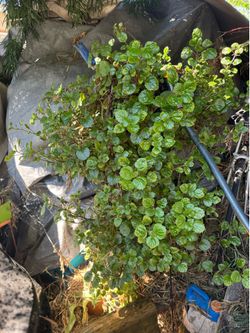 Money plant in 5 gallon containers.